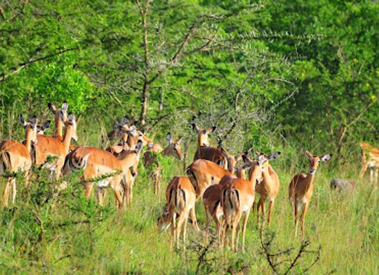 uganda/murchison-falls-national-park/landmark/murchison-falls-safari