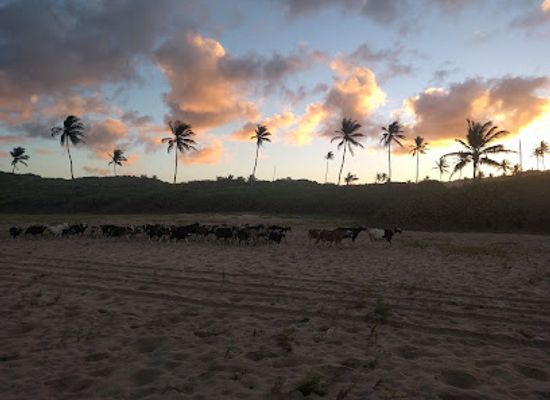 barbados/east-coast/landmark/morgan-lewis-beach