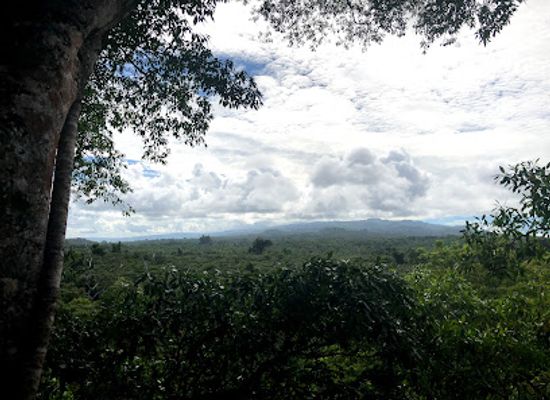 samoa/falealupo/landmark/falealupo-canopy-walkway