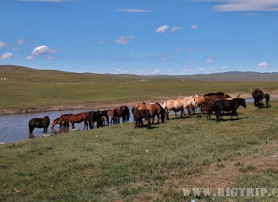 mongolia/mongolian-manchurian-grassland/landmark/erdene-zuu-monastery