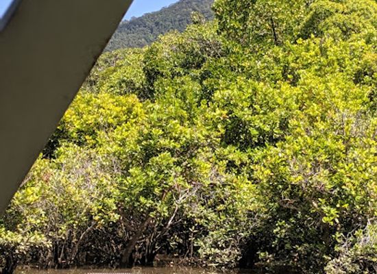 australia/cape-tribulation/landmark/cape-tribulation-wilderness-cruises