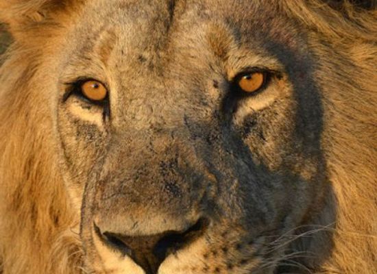 botswana/kasane/landmark/tony-mobile-safari