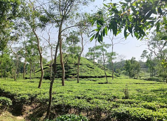 bangladesh/sylhet-division/landmark/malnicherra-tea-estate