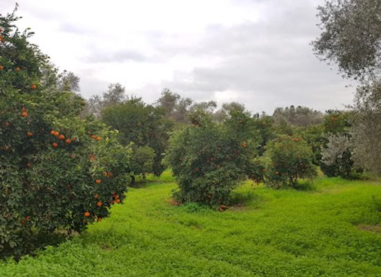 cyprus/kokkinochoria-red-soil-villages/landmark/metochi-kykkou