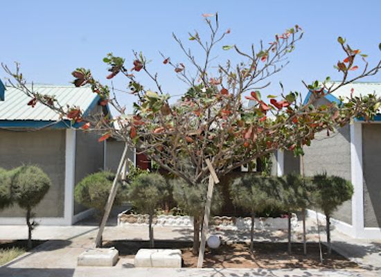 somalia/banaadir/landmark/aven-premier-international