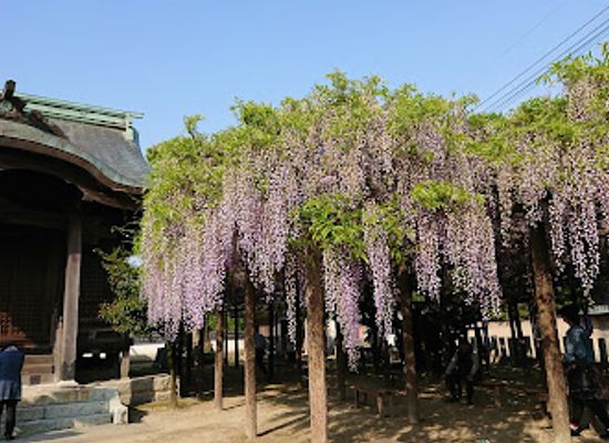 japan/chikuzen/landmark/wisteria-village-park
