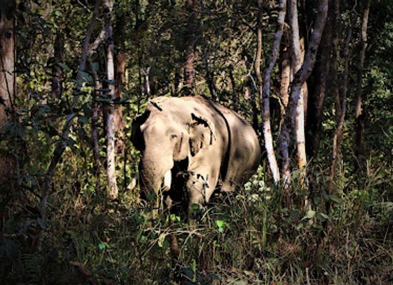 nepal/chitwan-national-park/landmark/the-chitwan-jungle-guides-crazy-tiger-s-trek-tours