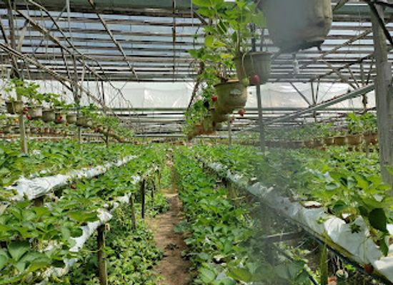 malaysia/pahang/landmark/eq-strawberry-farm