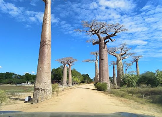 madagascar/menabe/landmark/avenue-of-the-baobabs