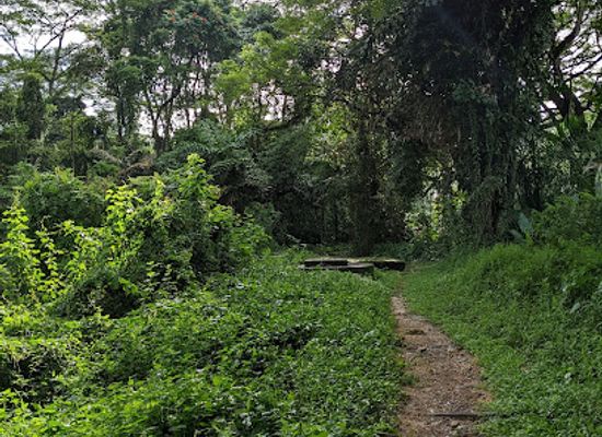 singapore/macritchie-reservoir/landmark/abandoned-car-trail