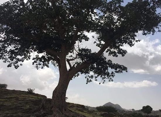 eritrea/adi-quala/landmark/kolet-eritrea
