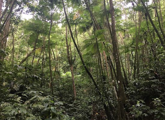 saint-lucia/vieux-fort/landmark/millet-bird-sanctuary-and-nature-trail