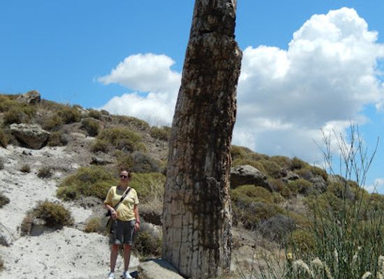 greece/north-aegean/landmark/petrified-forest-of-lesvos