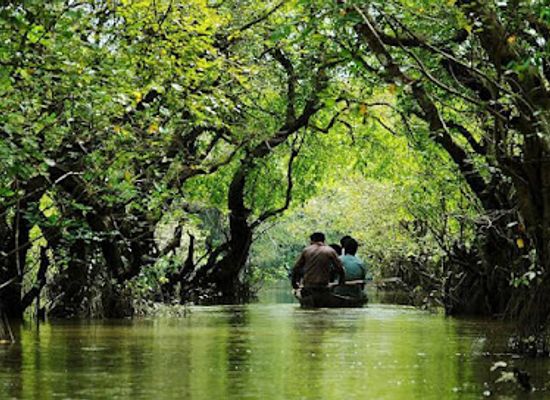 bangladesh/sylhet-division/landmark/ratargul-swamp-forest
