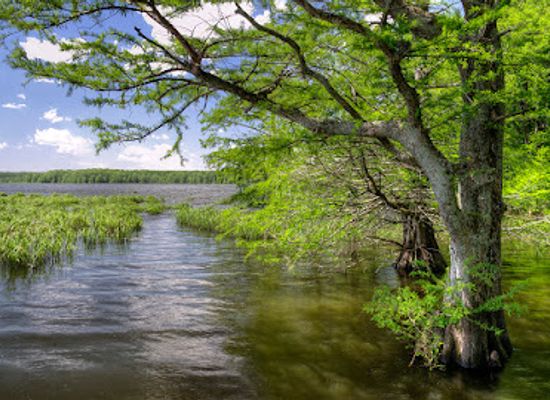 arkansas/lower-delta/landmark/wapanocca-national-wildlife-refuge
