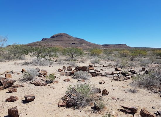 namibia/damaraland/landmark/petrified-forest