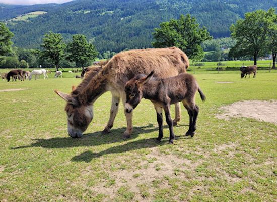austria/gailtal/landmark/donkey-park-maltatal