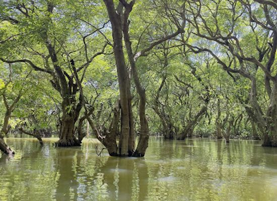 bangladesh/ratargul-swamp-forest/landmark/ratargul-swamp-forest-boat-station