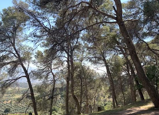 jordan/dibeen-forest/landmark/dibeen-forest-park