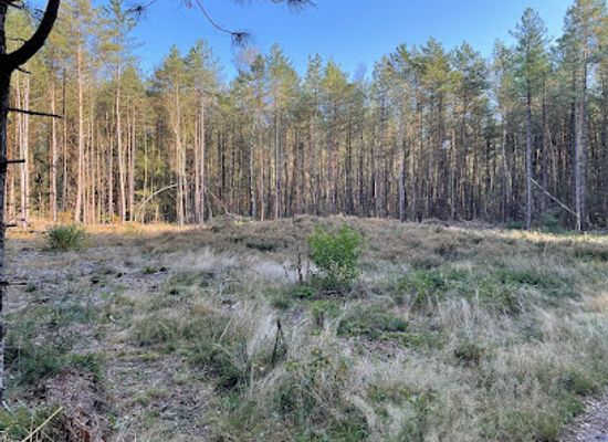 netherlands/gooi/landmark/de-zeven-linden-staatsbosbeheer