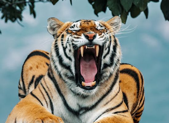south-africa/lowveld/landmark/pumbaa-wildlife-park-accommodation