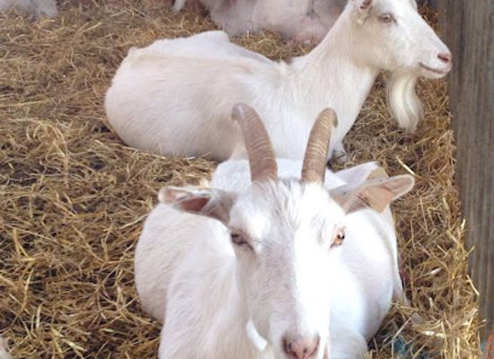 ireland/aran-islands/landmark/aran-islands-goats-cheese