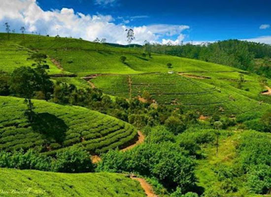sri-lanka/nuwara-eliya/landmark/single-tree-hill