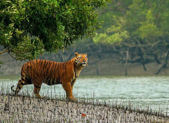 bangladesh/sundarbans-national-park/landmark/sundarban-national-park-west-bengal