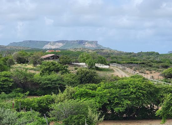 curacao/groot-santa-martha/landmark/curacao-ostrich-farm