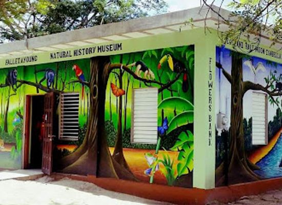 belize/glover-s-reef-atoll/landmark/community-baboon-sanctuary-visitor-center-and-museum-a-black-howler-monkey-sanctuary
