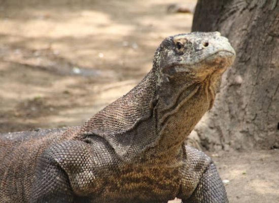indonesia/komodo-national-park/landmark/loh-buaya-komodo-national-park