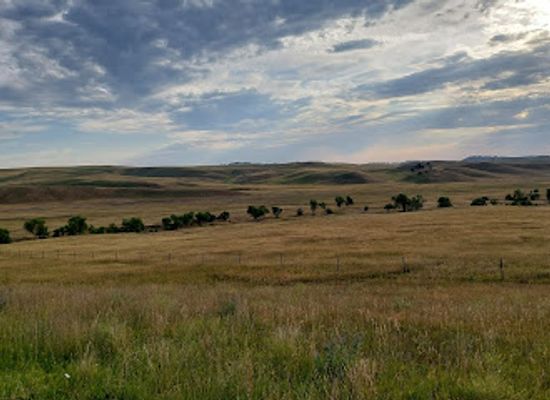 south-dakota/custer-state-park/landmark/buffalo-safari-jeep-tours