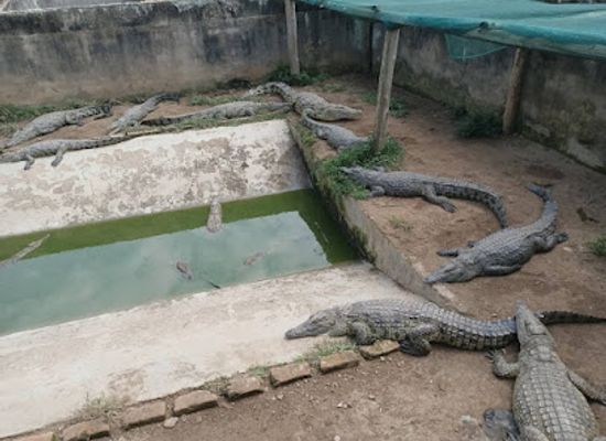 uganda/central-region/landmark/uganda-crocodile-garden