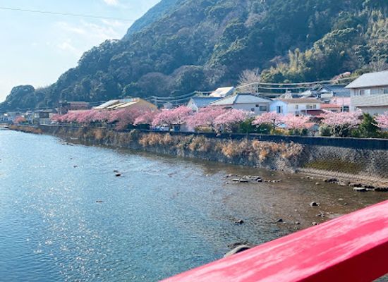japan/izu/landmark/kawazu-cherry-blossoms