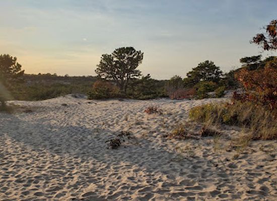 massachusetts/provincetown/landmark/beech-forest