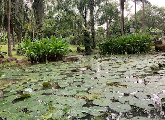 singapore/ang-mo-kio/landmark/lotus-pond-bishan-ang-mo-kio-park-1
