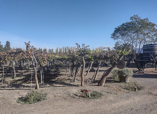 argentina/mendoza-wine-region/landmark/bodega-la-rural-museo-del-vino-san-felipe