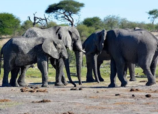 namibia/zambezi/landmark/caprivi-game-park