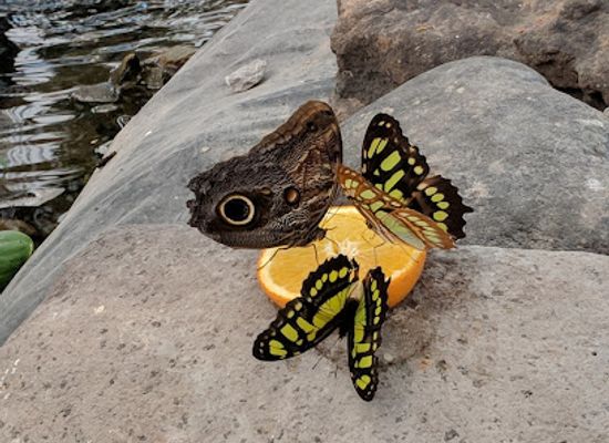 romania/harghita/landmark/butterfly-house