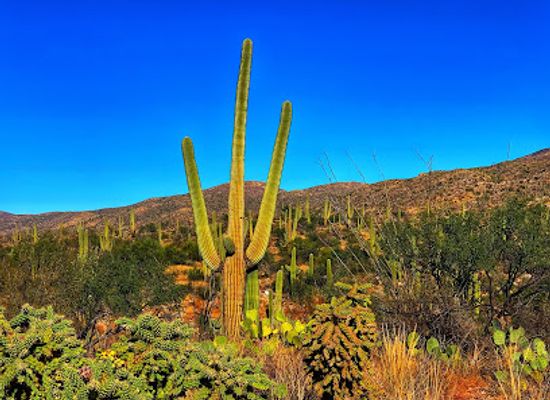 arizona/saguaro-national-park/landmark/saguaro-national-park-east-side