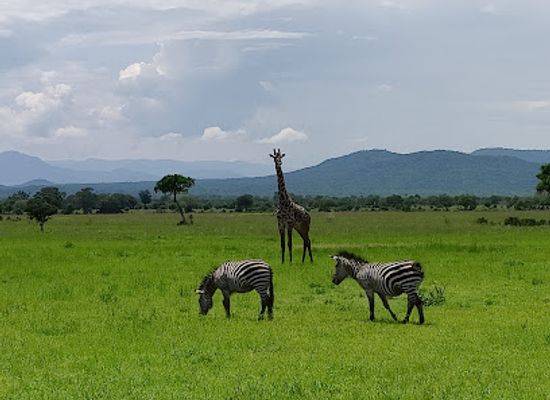 tanzania/eastern-zone/landmark/mikumi-national-park