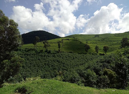 rwanda/kibungo/landmark/gishwati-mukura-national-park-and-biosphere-reserve