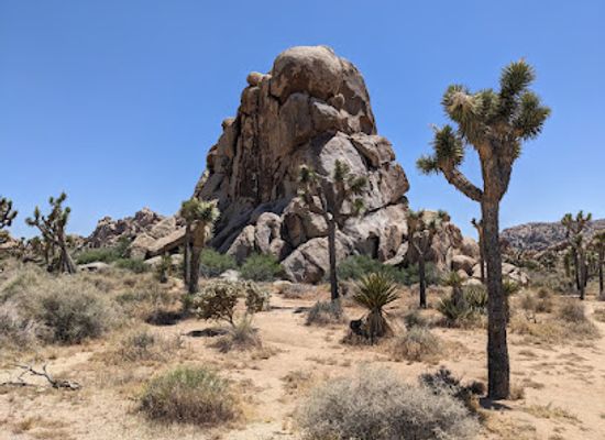 california/mojave-desert/landmark/joshua-tree-national-park-visitor-center