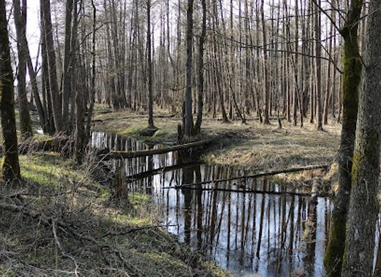 poland/białowieża-forest/landmark/stara-bialowieza