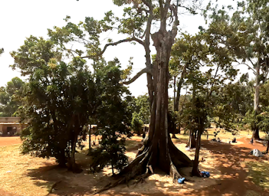 uganda/lango/landmark/nakayima-tree-shrine