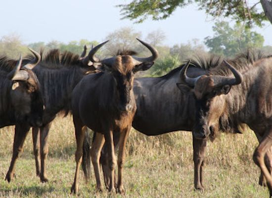 mozambique/gorongosa-national-park/landmark/rio-gorongosa