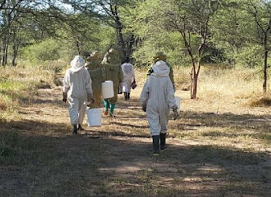 tanzania/ruaha-region/landmark/ruaha-bee-reserve-ruaha-honey-camping