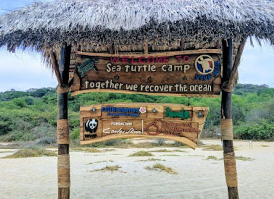 mexico/puerto-escondido/landmark/baby-turtle-release-centre