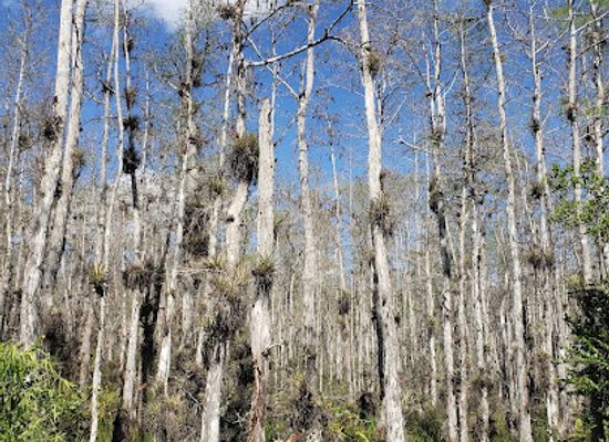 florida/big-bend/landmark/loop-road-scenic-drive