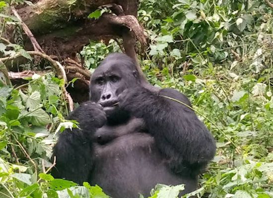 rwanda/kigali-province/landmark/rwanda-gorilla-trek